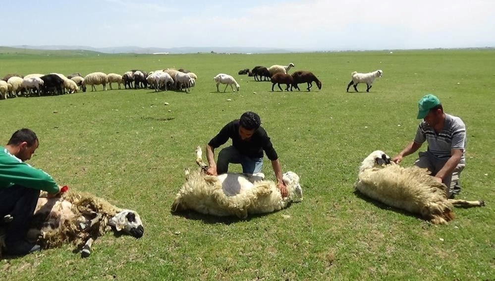 Erzincan’da 3 bin 370 rakımda ki yaylalarda, hem gelişimi artıran