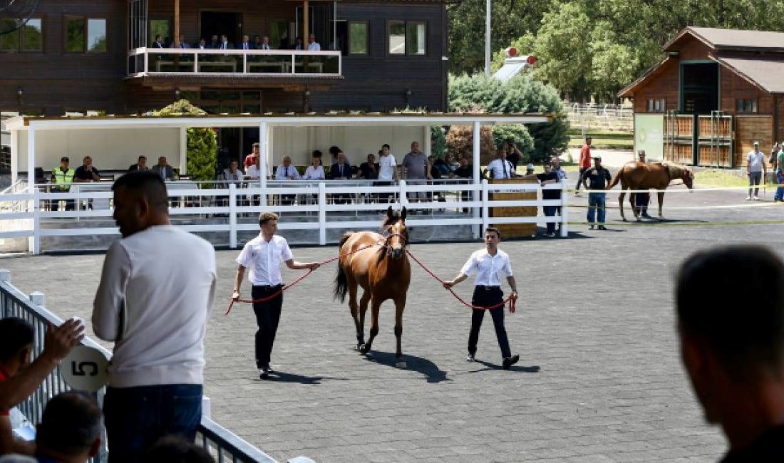 Tarım İşletmeleri Genel Müdürlüğü'nün Karacabey'deki harasında yetiştirilen 55 safkan Arap
