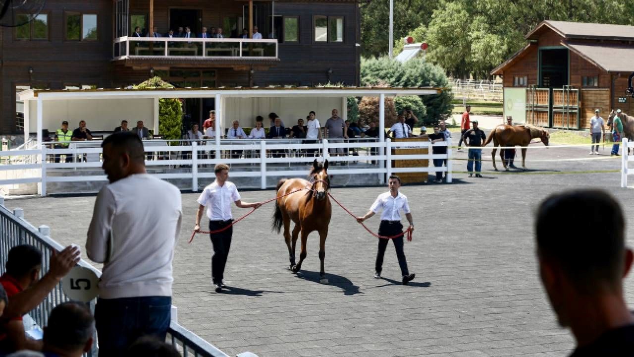 Tarım İşletmeleri Genel Müdürlüğü'nün Karacabey'deki harasında yetiştirilen 55 safkan Arap