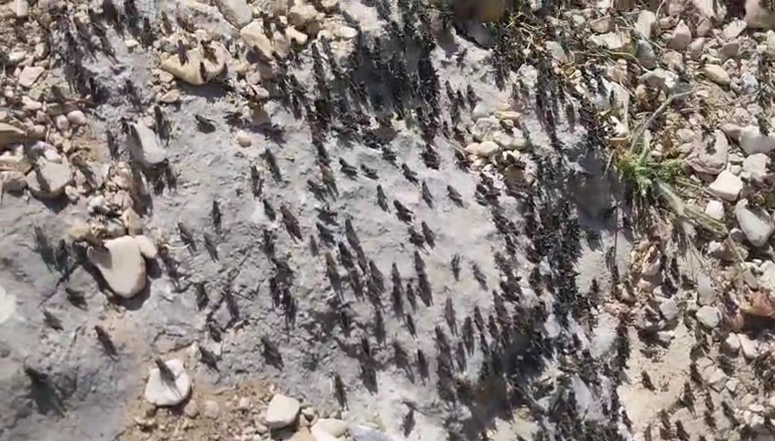 Anyalya'da Gelesandra Yaylası'ndaki çekirge istilası nedeniyle vatandaşlar yardım istedi.