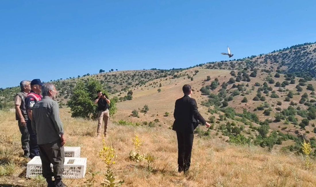 Yozgat’ın Aydıncık ilçesinde 225 adet keklik tabiatla buluştu.