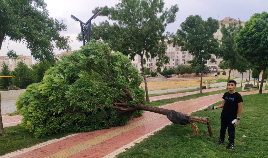 Batman'da tesirli olan rüzgar nedeniyle bir parkta bulunan ağaç devrildi.