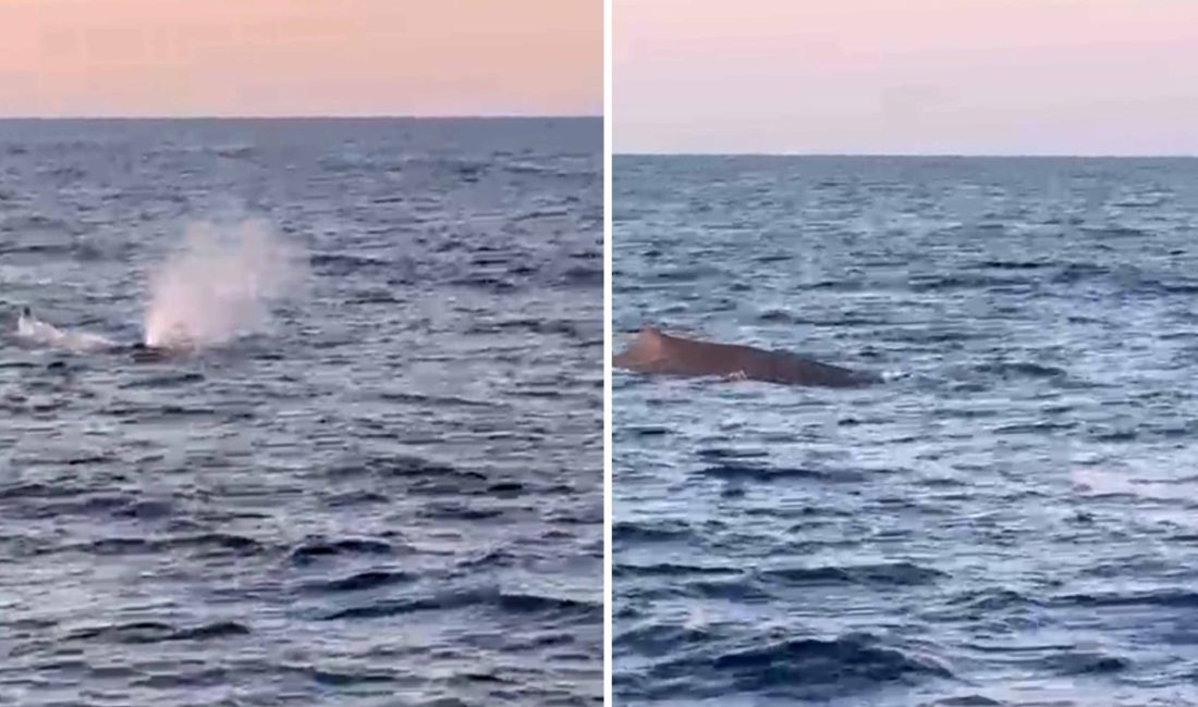 Antalya'da dört amatör balıkçı, Manavgat açıklarında balinayla karşılaştı. Balıkçılar, kıyıdan