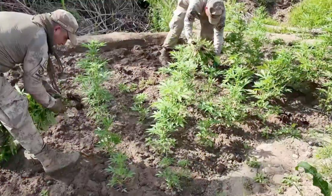Jandarma takımları tarafından Diyarbakır'da uyuşturucu üreticilerine yönelik gerçekleştirilen operasyonun ayrıntılarını
