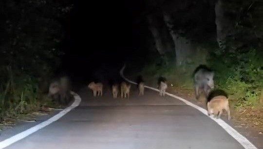 Elazığ'da domuz sürüsü yola inince bir şoför ilerlemekte zorluk çekti.