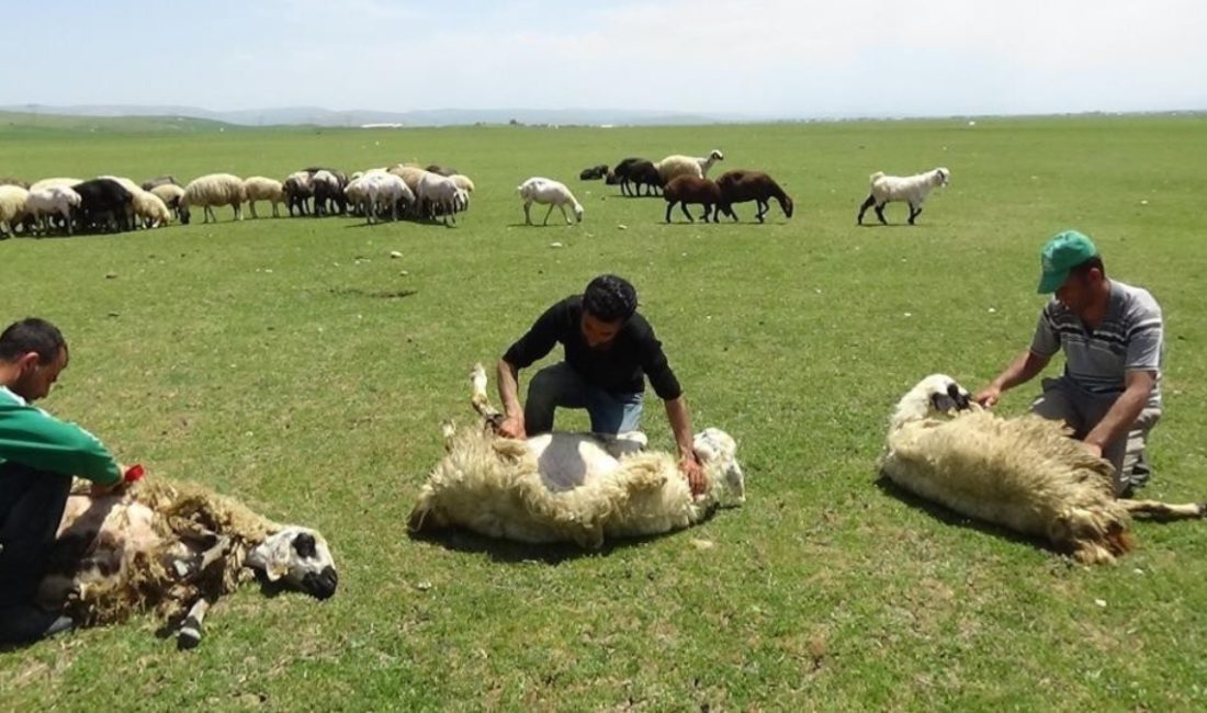 Erzincan’da 3 bin 370 rakımda ki yaylalarda, hem gelişimi artıran