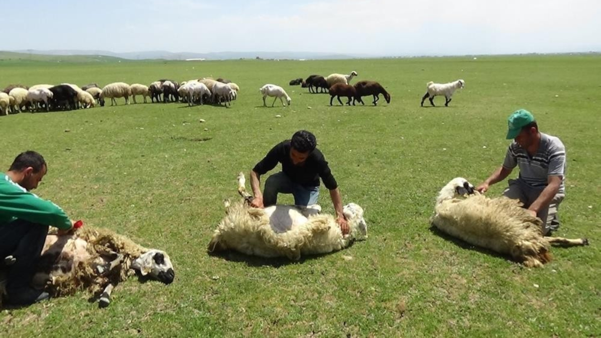 Erzincan’da 3 bin 370 rakımda ki yaylalarda, hem gelişimi artıran