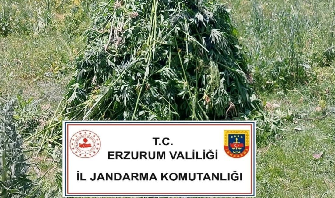 Erzurum’da jandarma grupları ekili halde 867 kök kenevir ele geçirdi.