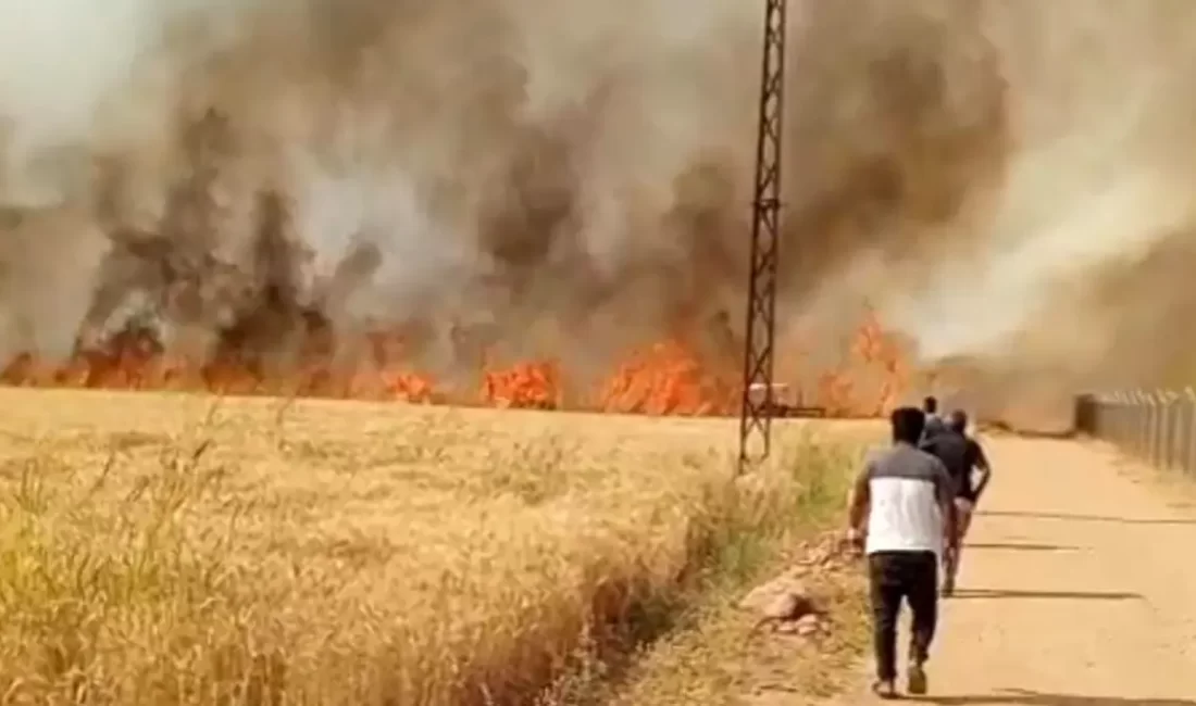 Şanlıurfa'nın Harran ilçesinde çıkan yangında 40 dönüm buğday tarlası küle