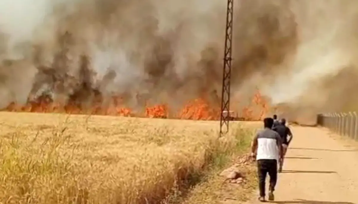 Şanlıurfa'nın Harran ilçesinde çıkan yangında 40 dönüm buğday tarlası küle
