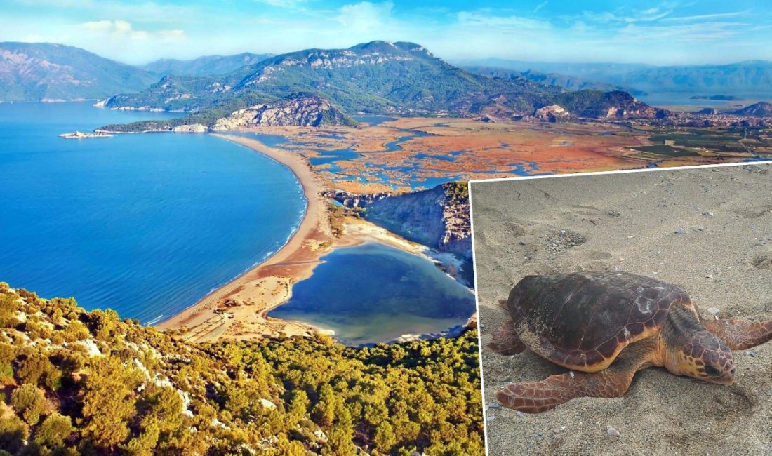 İzmir'de yaralı halde bulunup tedavi sonrası denize bırakılan Hoş İzmir