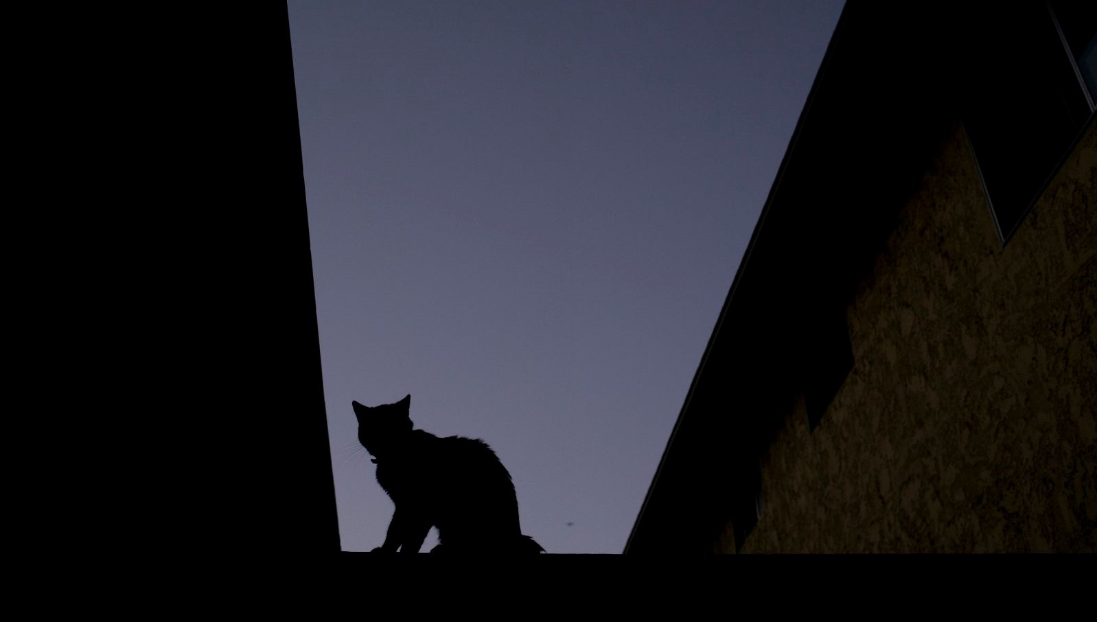 Yeni bir bilimsel araştırma, yaygın bir parazit olan Toxoplasma gondii’nin