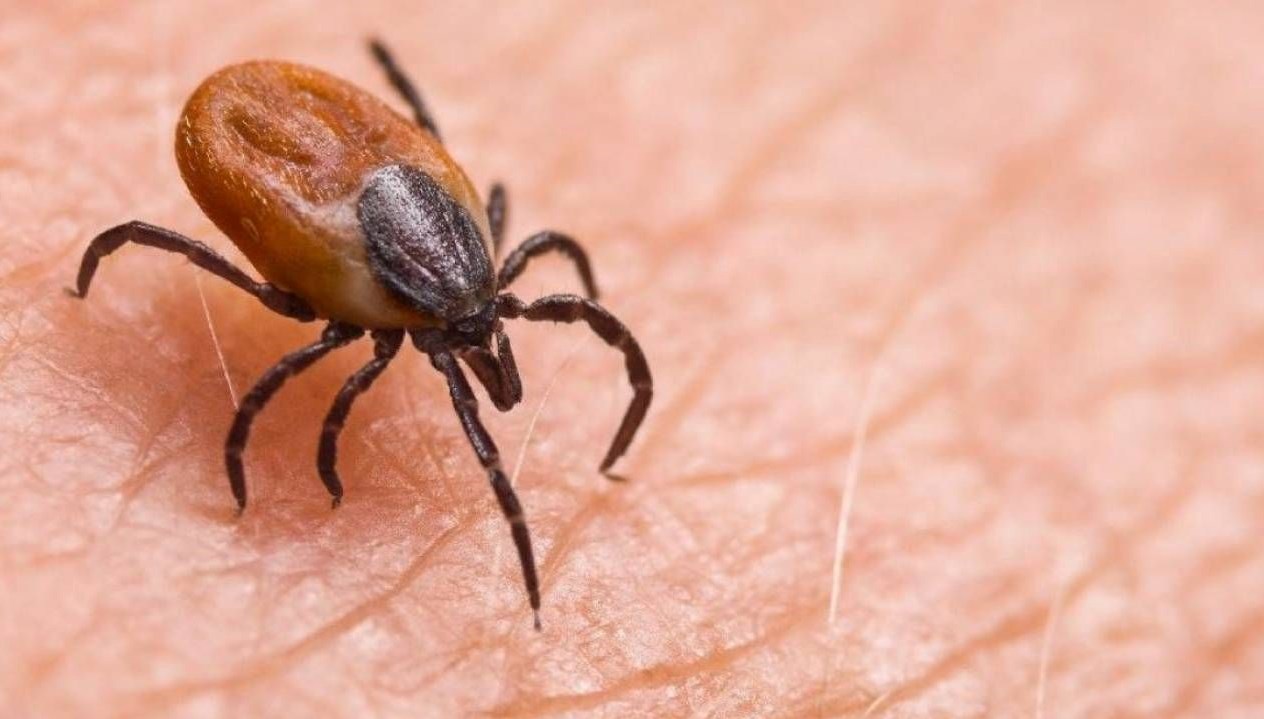 Sivas'ta kene yapışması sonrası Kırım Kongo Kanamalı Ateşi (KKKA) tedavisi
