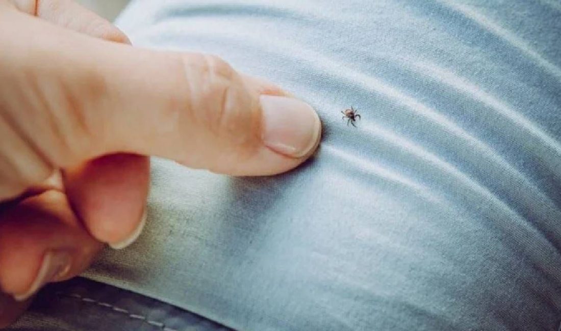 Sivas'ta kene ısırması sonucu 7 kişi hayatını kaybederken kentte 39