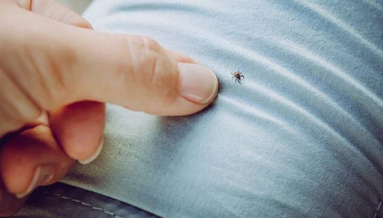 Sivas'ta kene ısırması sonucu 7 kişi hayatını kaybederken kentte 39