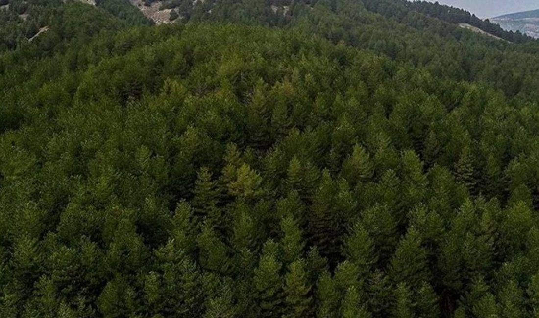 Kilis'te yangınların önüne geçmek hedefiyle, ormanlık alanlara girişler yasaklandı.