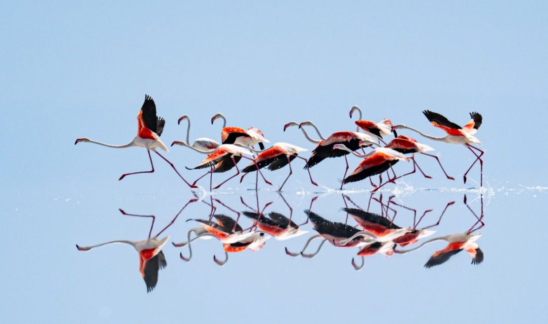 Tuz Gölü'nde kuraklık tesirli olurken bu durum flamingo sayısının da