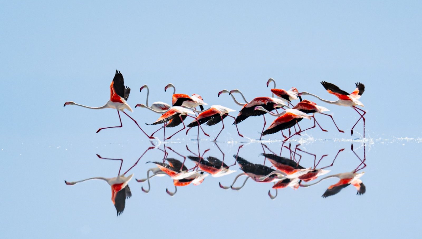 Tuz Gölü'nde kuraklık tesirli olurken bu durum flamingo sayısının da