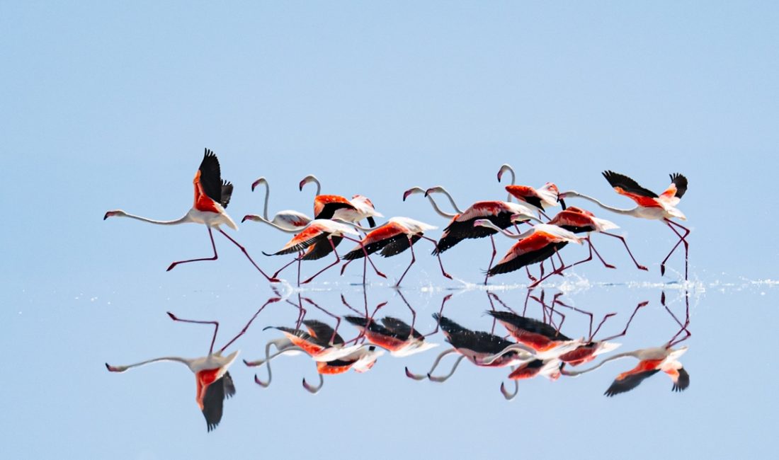 Tuz Gölü'nde, bu yıl kuraklık nedeniyle flamingo sayısı azaldı. Mevcut
