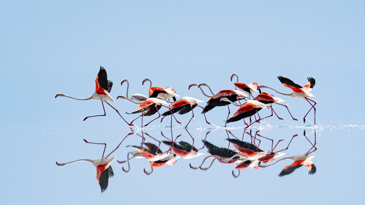 Tuz Gölü'nde, bu yıl kuraklık nedeniyle flamingo sayısı azaldı. Mevcut