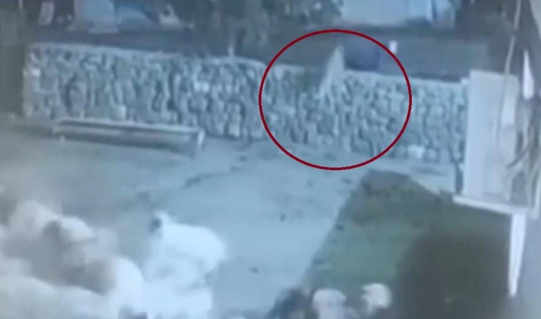 Diyarbakır'da ağıla dalan kurt, koyunlara saldırdı. Meyyit taklidi yapan bir