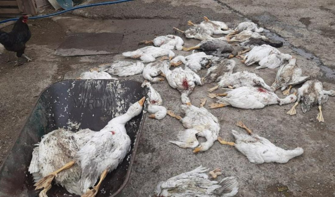 Samsun'da çay kenarına otlatmaya götürülen 26 kaz, şimdi belirlenemeyen bir