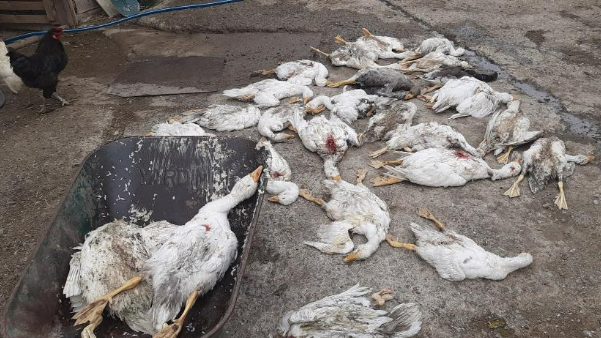Samsun'da çay kenarına otlatmaya götürülen 26 kaz, şimdi belirlenemeyen bir