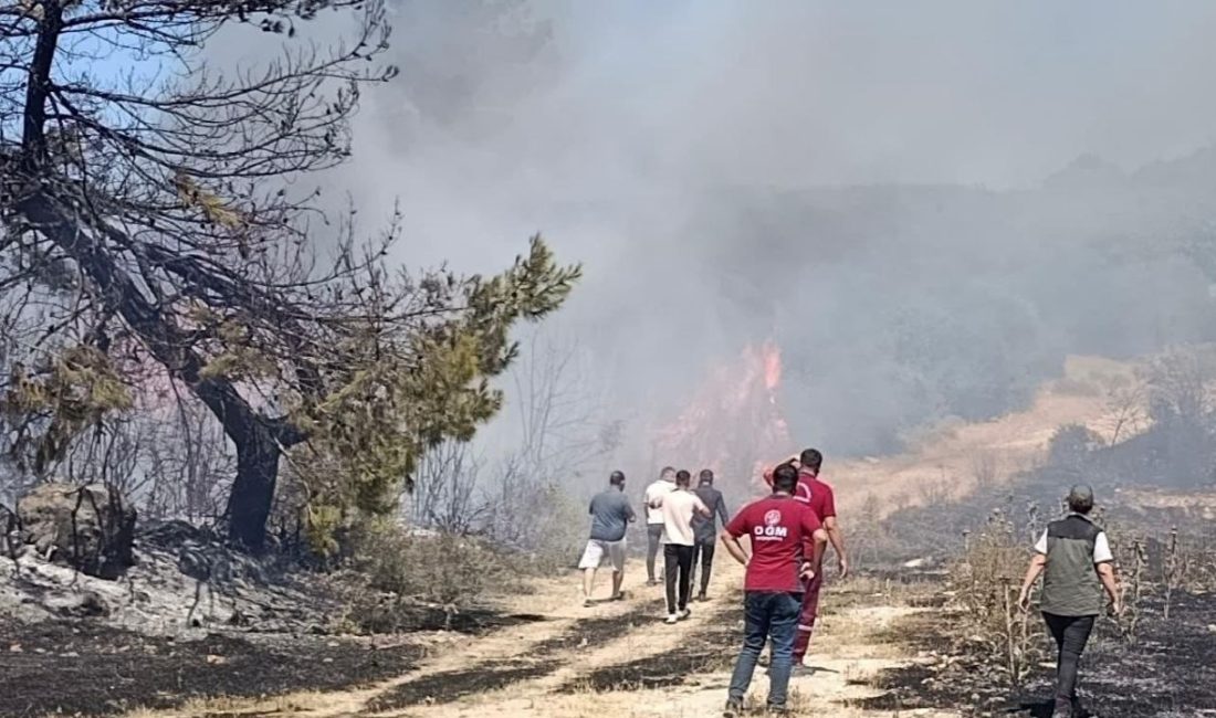 Manisa'nın Soma ilçesinde çıkan orman yangını, takımlarca söndürüldü. Piknikte semaver
