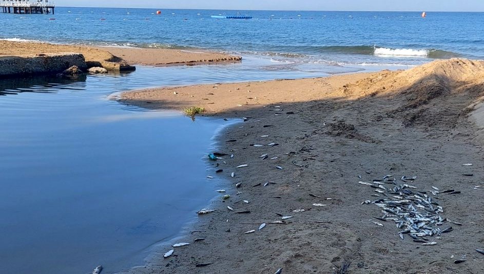 Antalya'nın Manavgat ilçesinde kimyasalın karıştığı düşünülen su kanalında balık vefatları