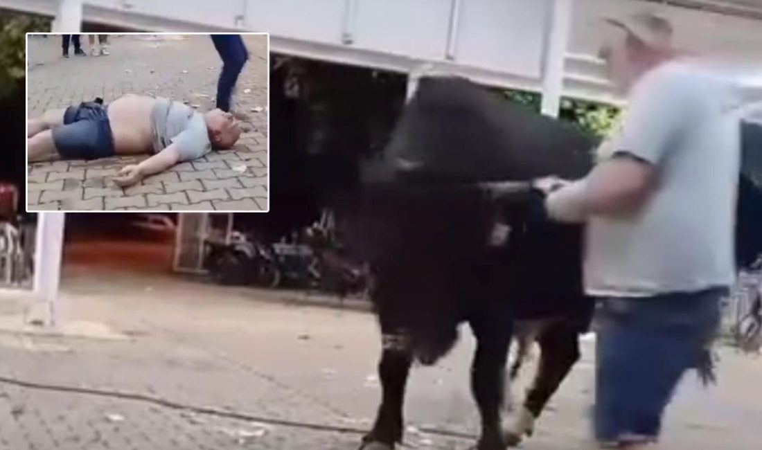 Muğla’nın Menteşe ilçesinde tanıtımı yapılan boğaya para atmak için yaklaşan