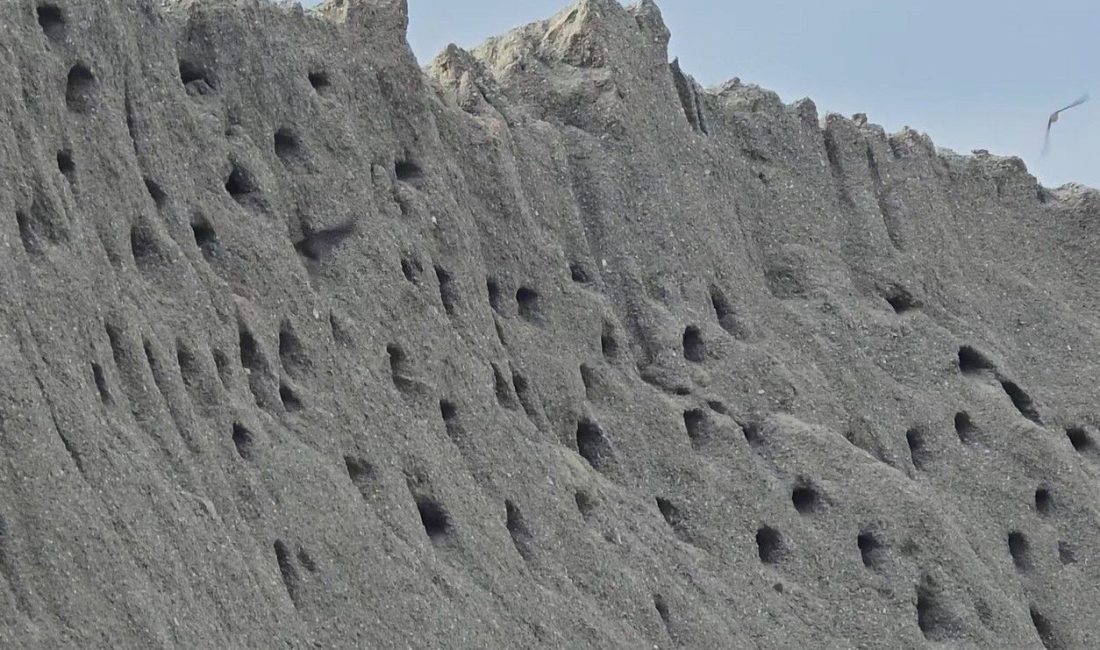 Tokat'taki bir beton şantiyesinde kum yığınlarına yuva kuran kırlangıçlar, tabiatın