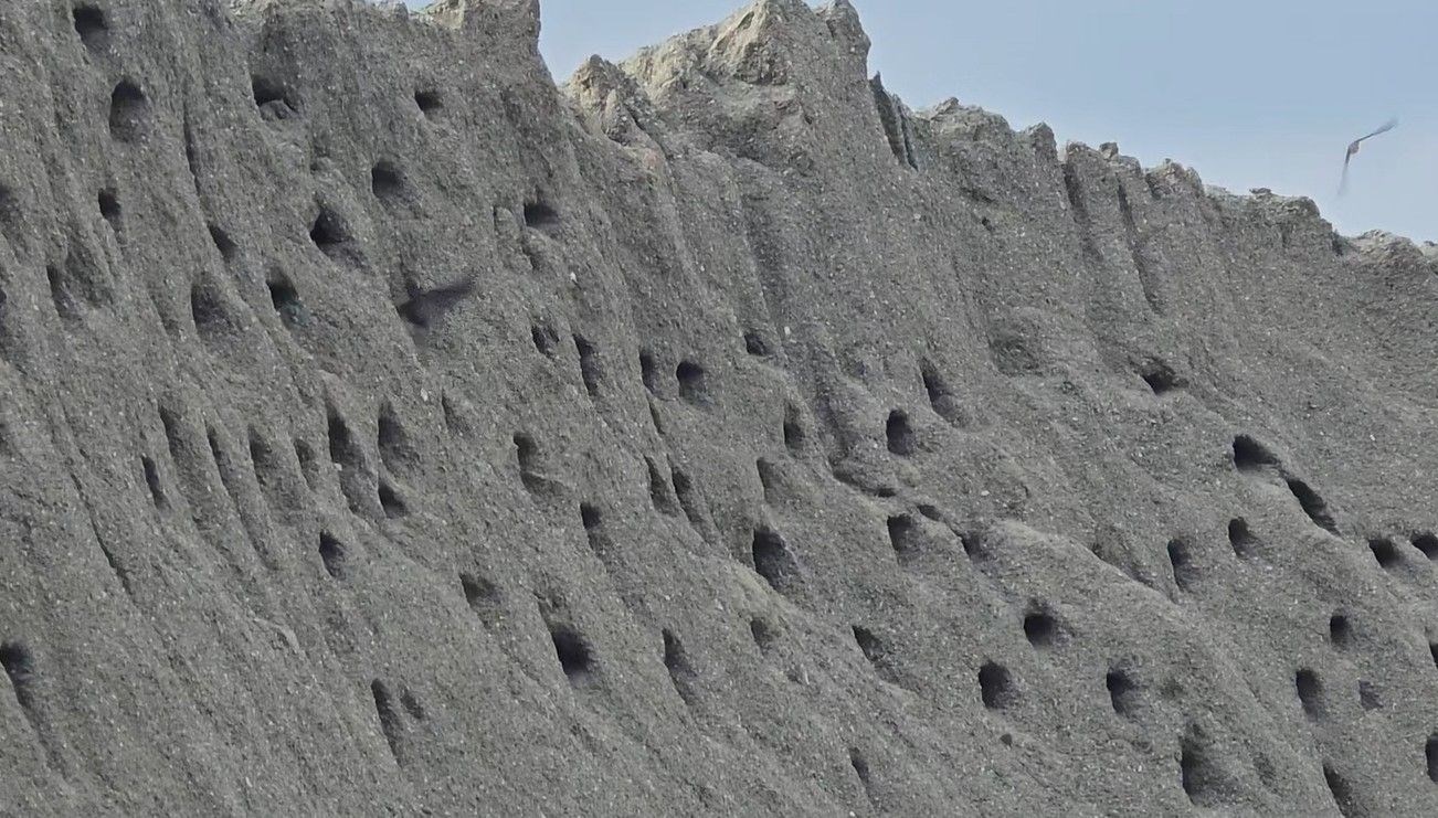 Tokat'taki bir beton şantiyesinde kum yığınlarına yuva kuran kırlangıçlar, tabiatın