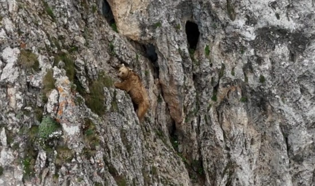 Güçlü kayalıklardan ustalıkla inen bozayı, dağcılara adeta ders verdi.