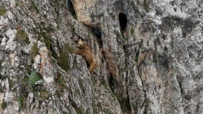 Güçlü kayalıklardan ustalıkla inen bozayı, dağcılara adeta ders verdi.
