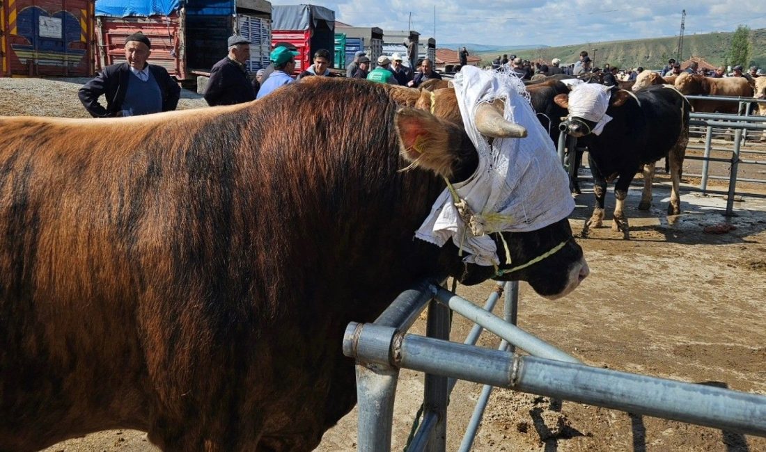 Yozgat'ta etraf vilayetlerde görülen şap hastalığı nedeniyle tüm hayvan pazarları önlem