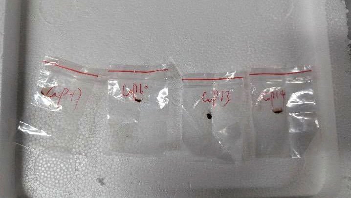 Üç Çin vatandaşı, tehlikeli bir mantarı ülkeye sokmaya çalışırken yakalandı.