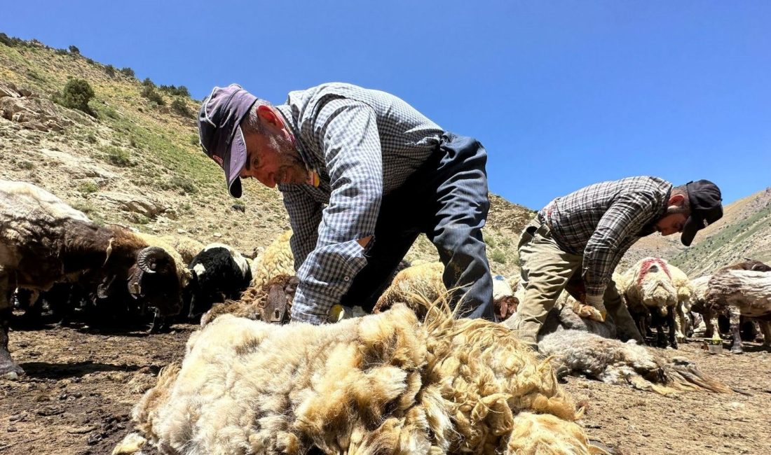 Erzincan’da çetin geçen kışın akabinde havaların çok ısınmasıyla birlikte koyunların