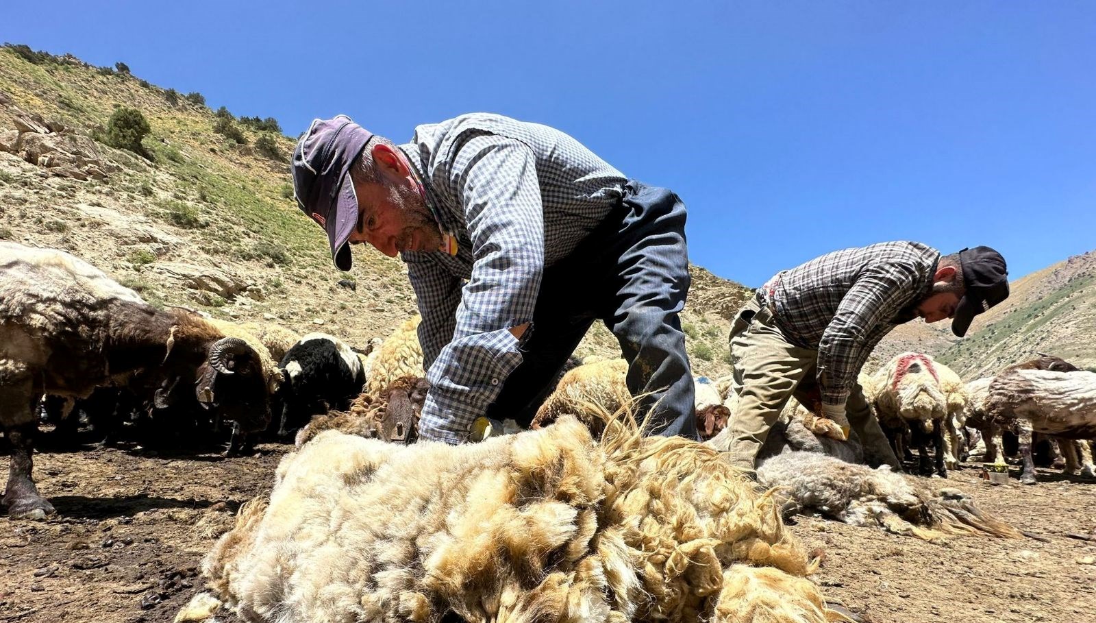 Erzincan’da çetin geçen kışın akabinde havaların çok ısınmasıyla birlikte koyunların