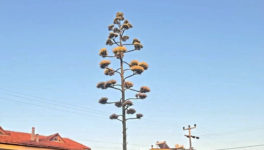 İzmir’in Dikili ilçesinde yaklaşık 30 yıl evvel dikilen agave bitkisi,