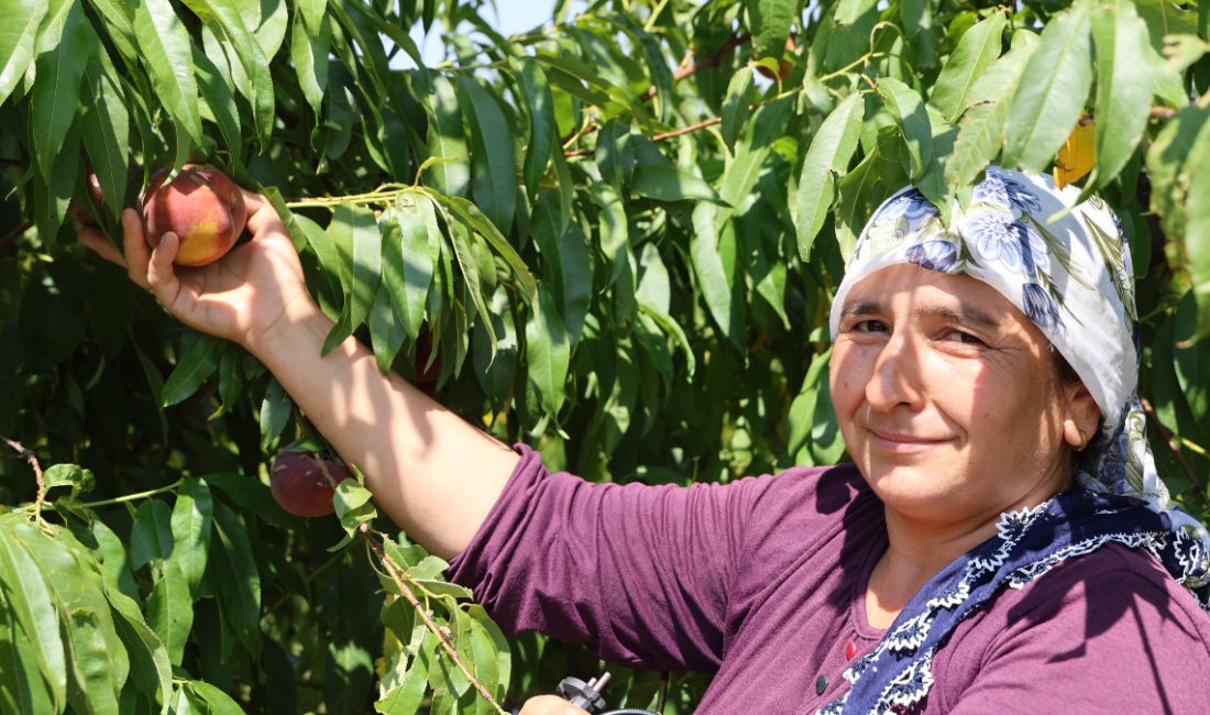 Adana’da şeftali hasadı başladı lakin şubat ve nisan aylarındaki zirai