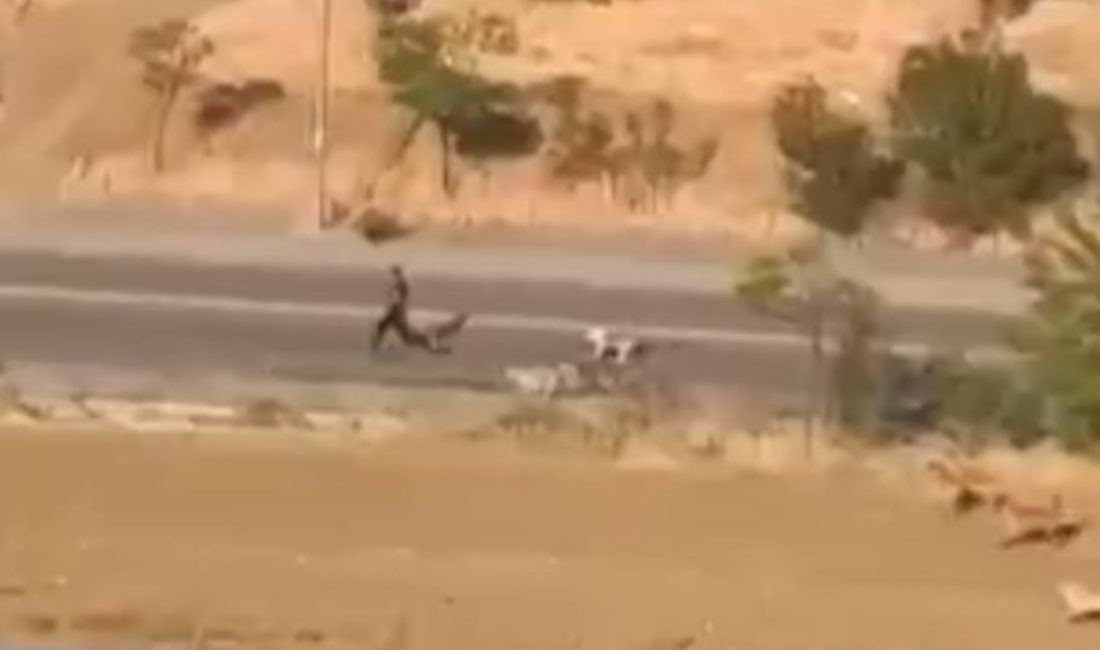 Yenimahalle ilçesinde bir kişi, sahipsiz köpeklerin saldırısı sonucu dehşet dolu