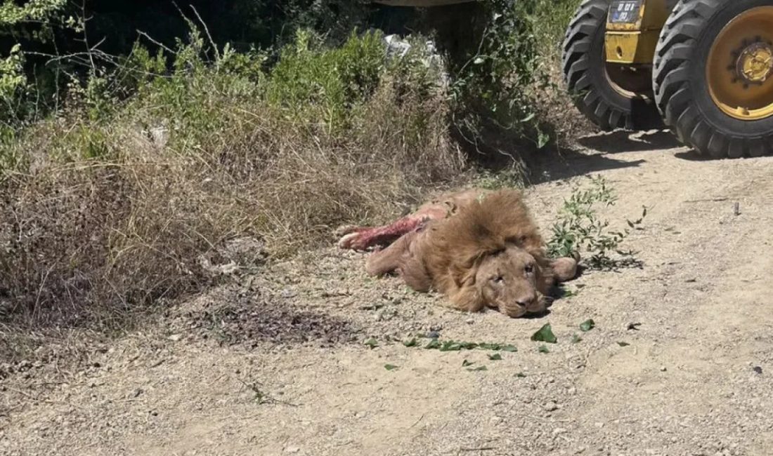 Manavgat ilçesinde bir kişiyi yaralayan aslanın kaçtığı hayvan parkının, zabıta