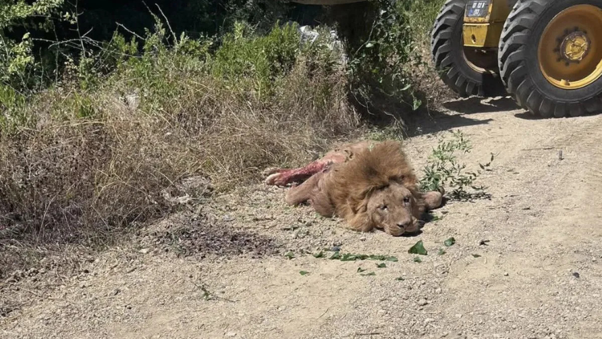 Manavgat ilçesinde bir kişiyi yaralayan aslanın kaçtığı hayvan parkının, zabıta