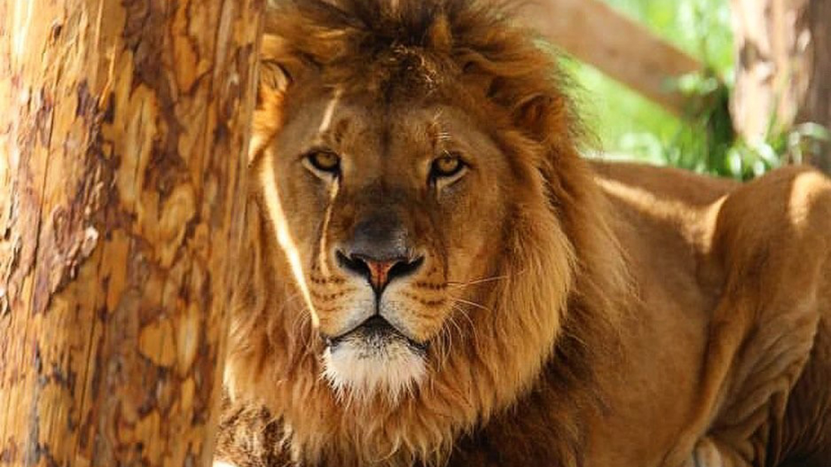 Manavgat ilçesinde 'Aslan Diyarı' isimli hayvan parkındaki kafesinden kaçan erkek