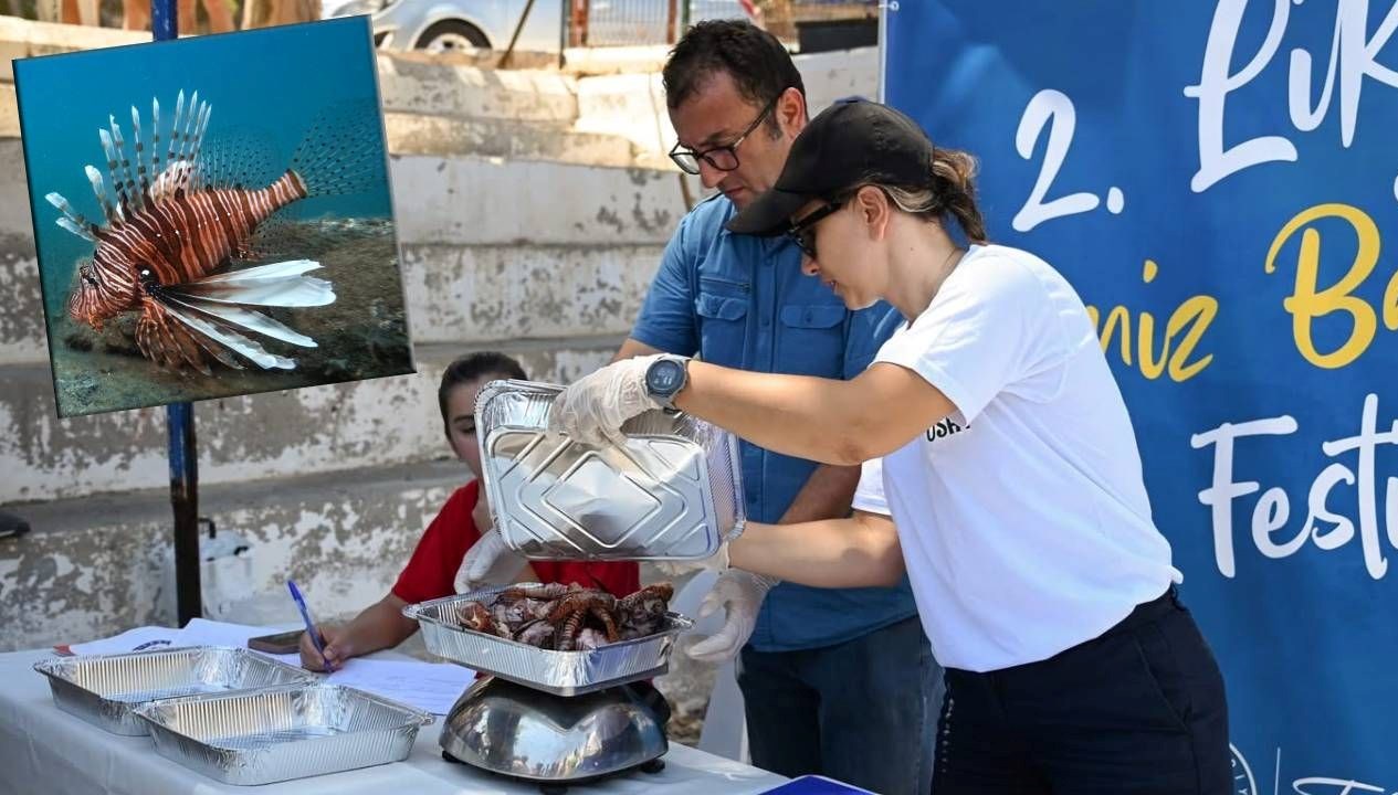 Antalya Demre'de, istilacı çeşitlerin en tehlikelilerinden olan aslan balığı için