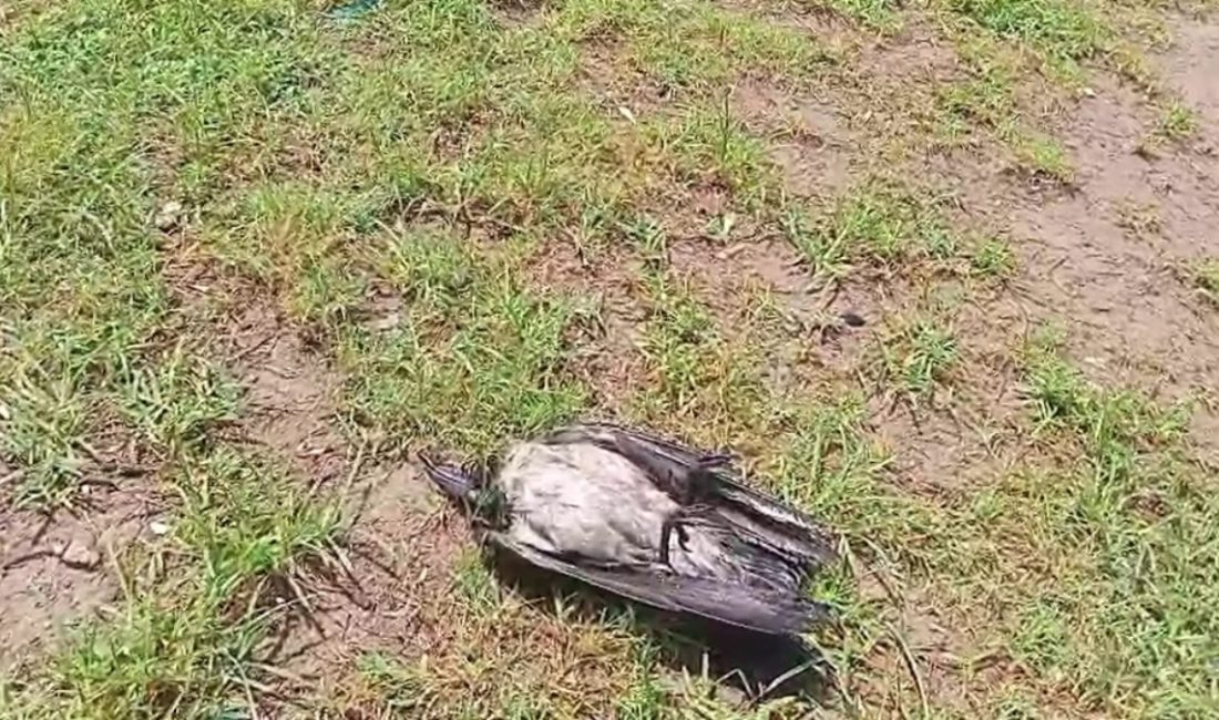Serik ilçesinde alçaktan uçarak gürültü yapan kargalar, etraftakilerin dikkatini çekti.