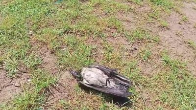Serik ilçesinde alçaktan uçarak gürültü yapan kargalar, etraftakilerin dikkatini çekti.