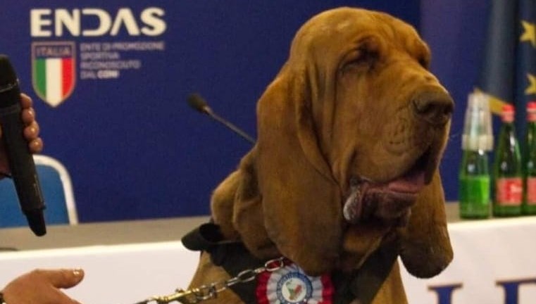 Yedi yıldır arama-kurtarma misyonlarında yer alan Bruno isimli köpek, kulübesine
