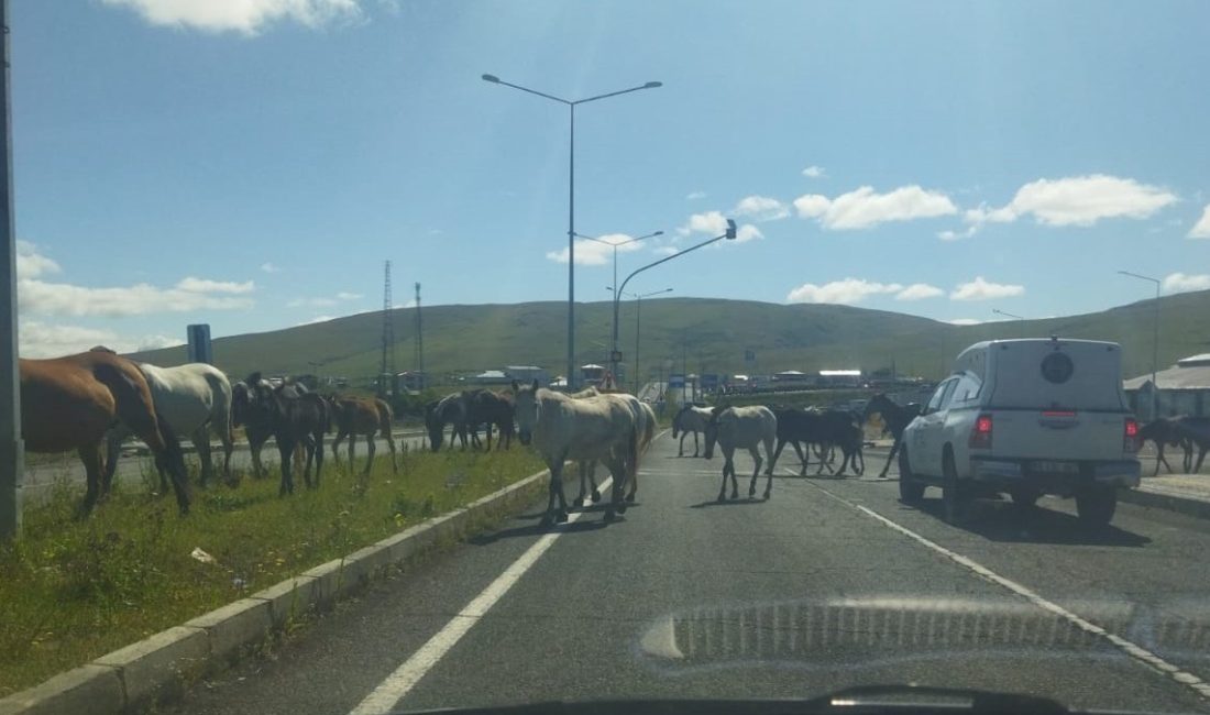 Ardahan’da anayola sık sık çıkan başıboş atlar, trafik kazalarına davetiye