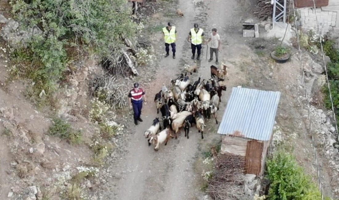Artvin’in Yusufeli ilçesinde kaybolan 30 küçükbaş hayvan, jandarmanın dron takviyeli